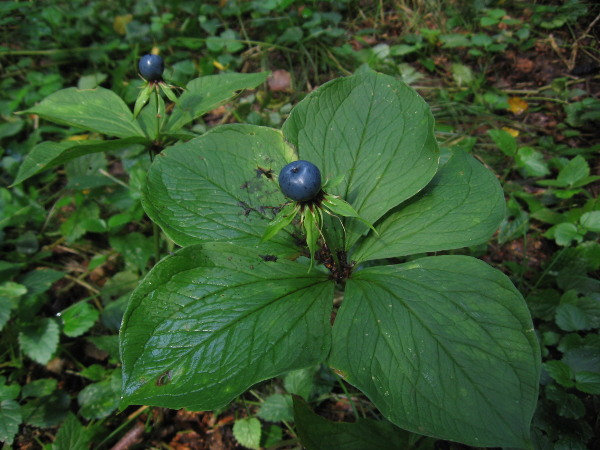 vranovec štvorlistý Paris quadrifolia L.