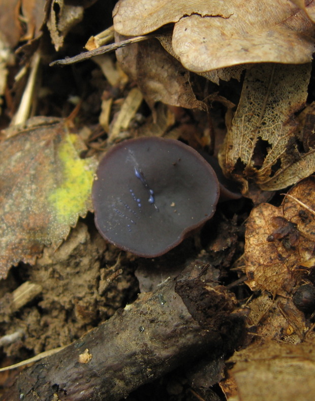 čiaška tmavomodrá Peziza saniosa Schrad.