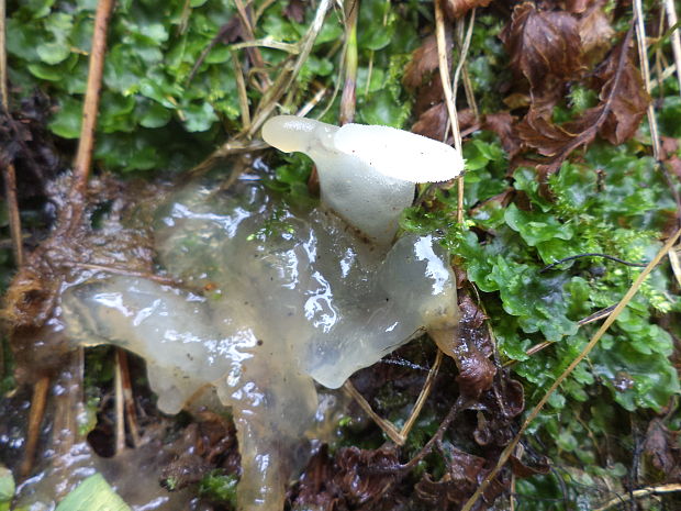 pajelenka želatínová Pseudohydnum gelatinosum (Scop.) P. Karst.