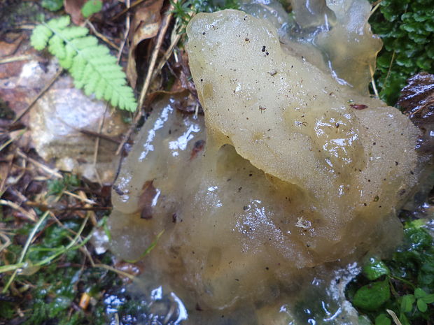 pajelenka želatínová Pseudohydnum gelatinosum (Scop.) P. Karst.