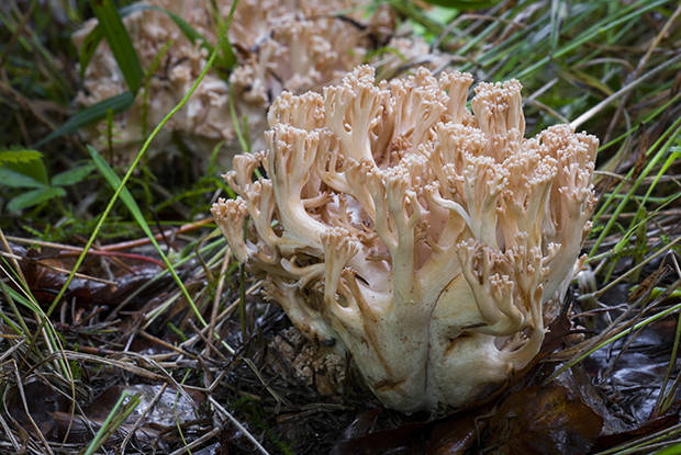 strapačka Ramaria sp.