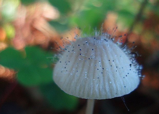 tŕnik veľkoplodý Spinellus fusiger (Link) Tiegh.