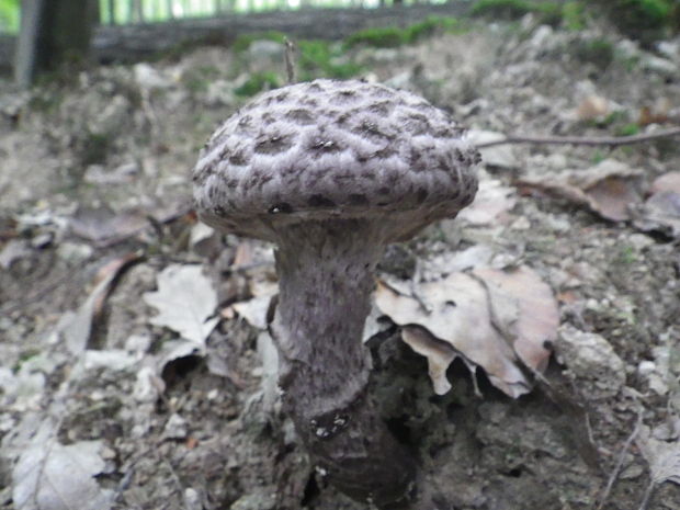 šiškovec šupinatý Strobilomyces strobilaceus (Scop.) Berk.