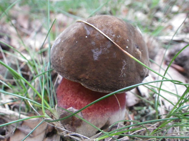 hríb zrnitohlúbikový Sutorius luridiformis (Rostk.) G. Wu & Zhu L. Yang