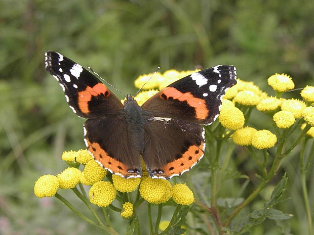 babôčka admirálska Vanessa atalanta