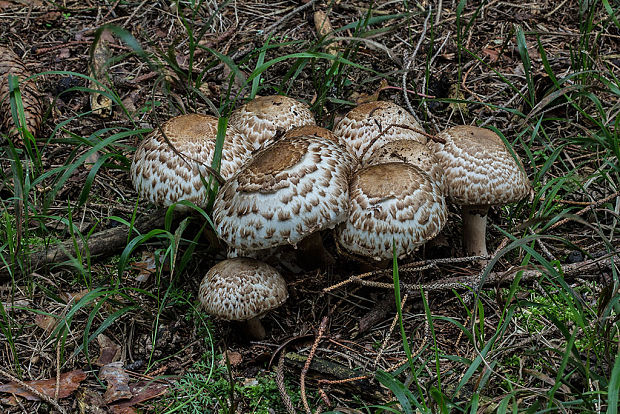 pečiarka trsovitá Agaricus bohusii Bon