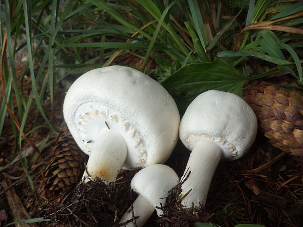 pečiarka Agaricus sp.