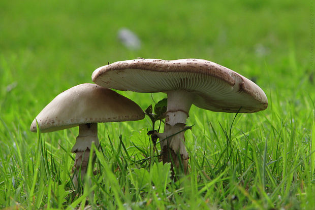 muchotrávka červenkastá Amanita rubescens Pers.