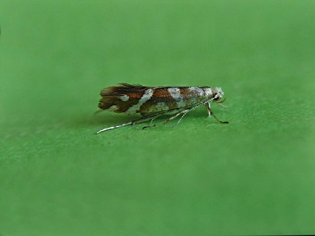 priadzovček jelšový Argyresthia goedartella Linnaeus, 1758