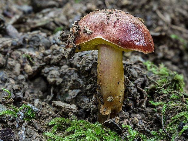 zlatohríb úhľadný Aureoboletus gentilis (Quél.) Pouzar