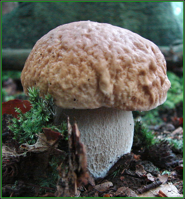 hríb smrekový Boletus edulis Bull.