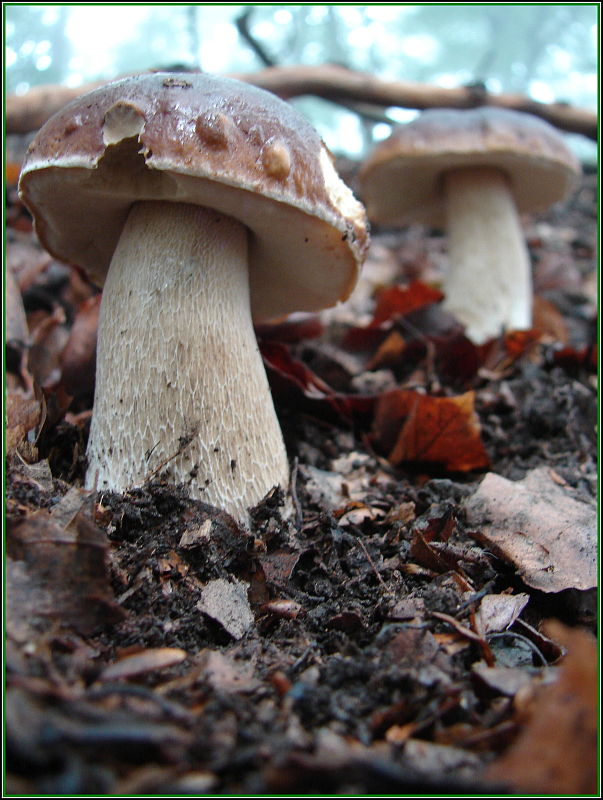 hríb smrekový Boletus edulis Bull.