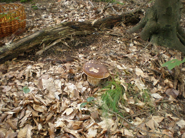 hríb smrekový Boletus edulis Bull.