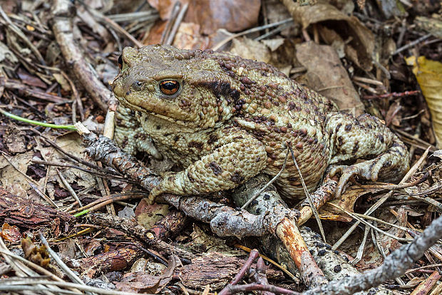 ropucha obyčajná Bufo bufo