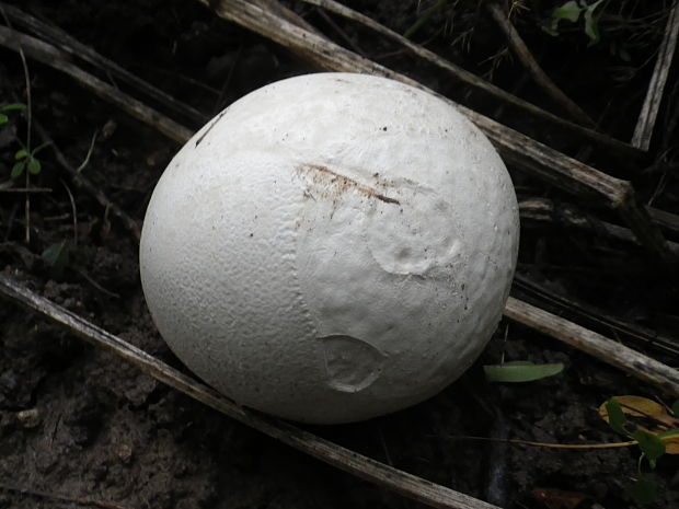 vatovec obrovský Calvatia gigantea (Batsch) Lloyd