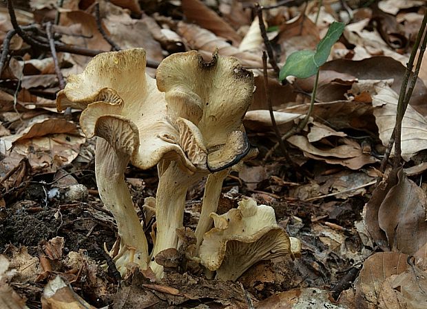 kuriatko černejúce Cantharellus melanoxeros Desm.