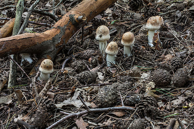 bedľa červenejúca záhradná Chlorophyllum brunneum (Farl. & Burt) Vellinga