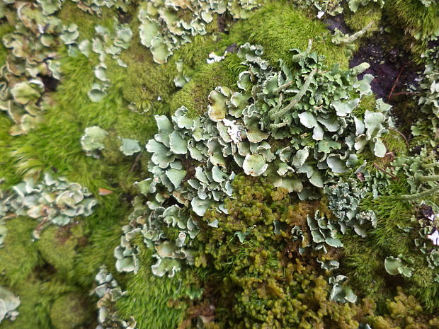 dutohlávka Cladonia sp.