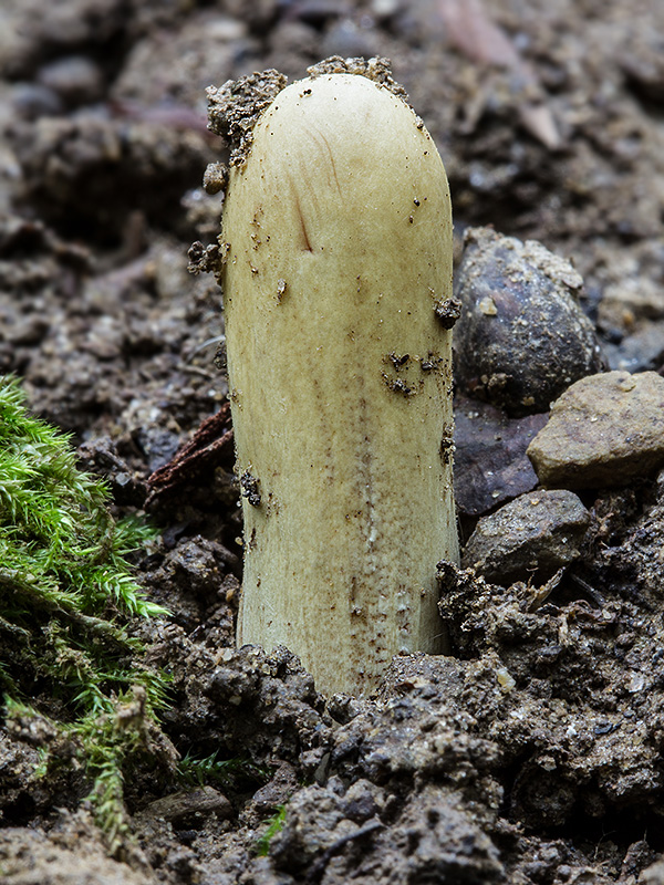 kyjak obrovský Clavariadelphus pistillaris (Fr.) Donk