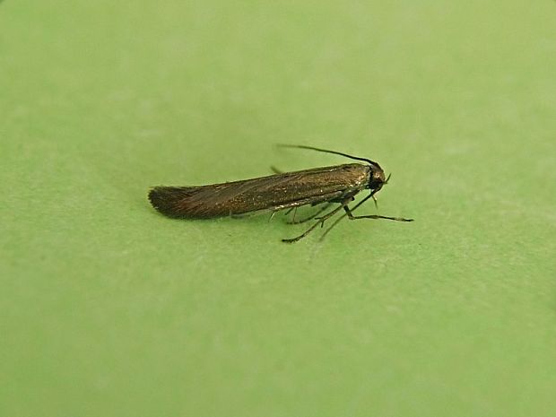 rúrkovček bodliakový Coleophora alcyonipennella Kollar, 1832