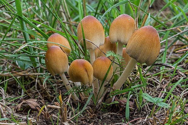 hnojník ligotavý Coprinellus micaceus (Bull.) Vilgalys, Hopple & Jacq. Johnson