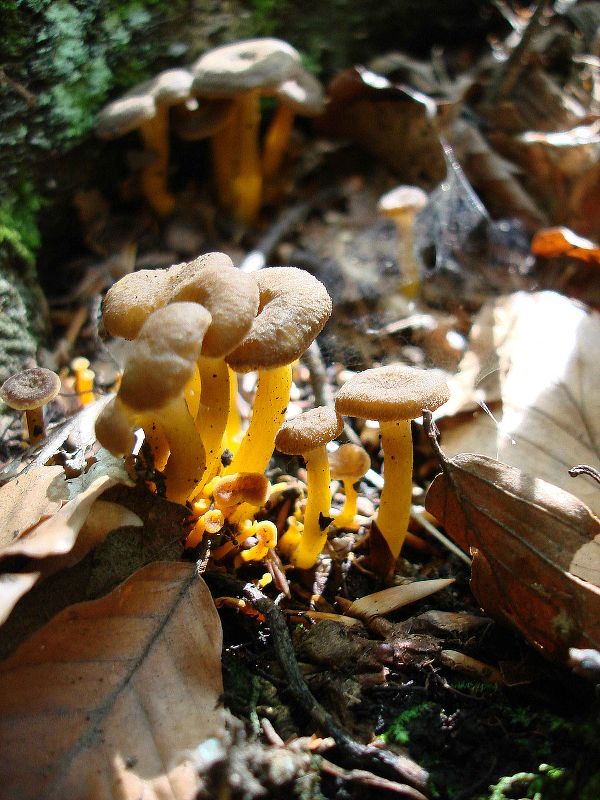 kuriatko lievikovité Craterellus tubaeformis (Fr.) Quél.