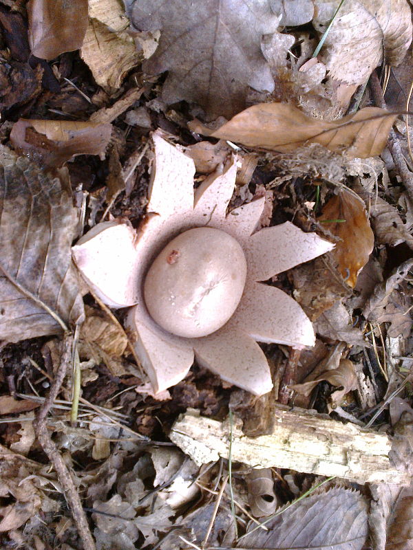 hviezdovka červenkastá Geastrum rufescens Pers.