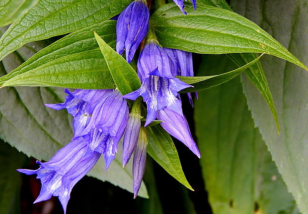 horec luskáčovitý Gentiana asclepiadea L.