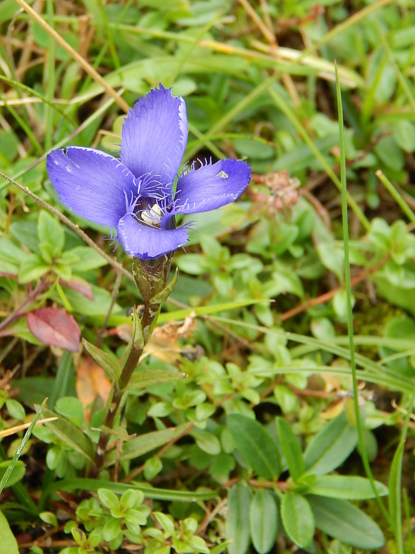 pahorec brvitý Gentianopsis ciliata (L.) Ma