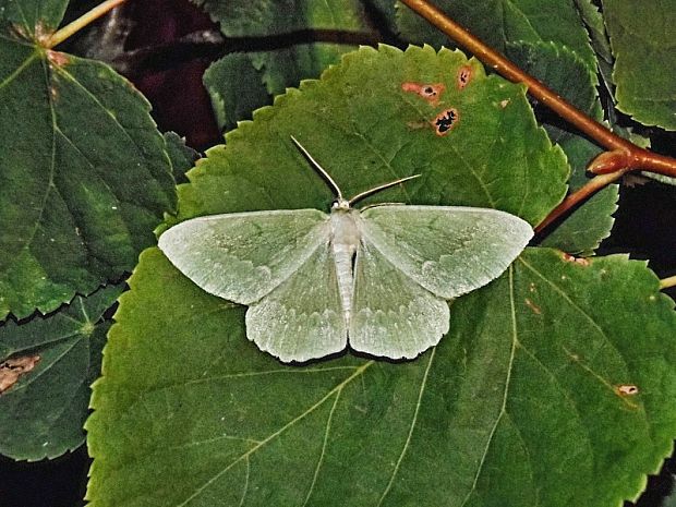 piadivka zelená Geometra papilionaria Linnaeus, 1758