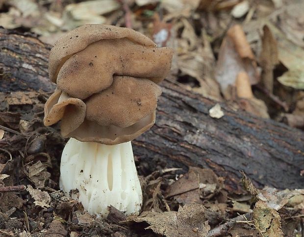 chriapač kučeravý Helvella crispa (Scop.) Fr.