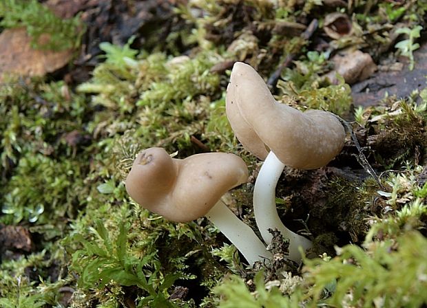 chriapač pružný Helvella elastica Bull.