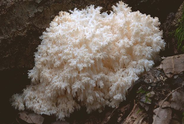 koralovec bukový Hericium coralloides (Scop.) Pers.