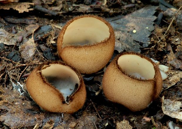 humária polguľovitá Humaria hemisphaerica (F.H. Wigg.) Fuckel