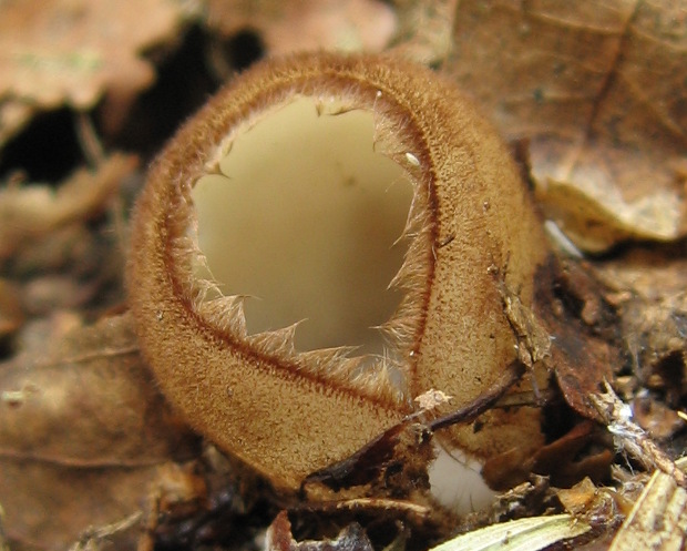 humária polguľovitá Humaria hemisphaerica (F.H. Wigg.) Fuckel