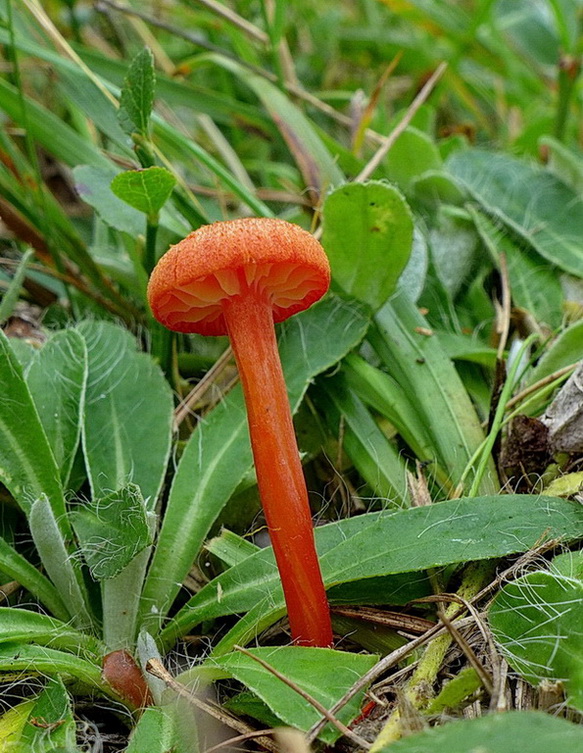 lúčnica Hygrocybe sp.