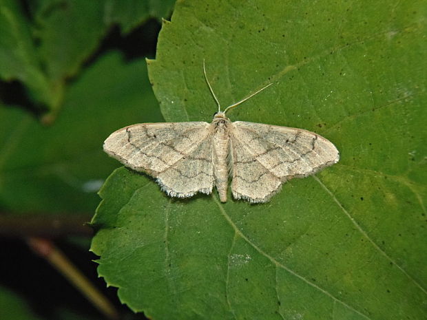 piadica kručinková Idaea aversata Linnaeus, 1758