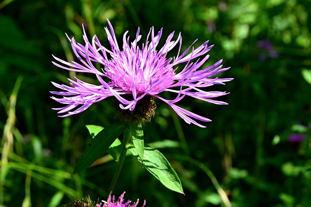 nevädzovec  Jacea sp. (Borbás) Soják