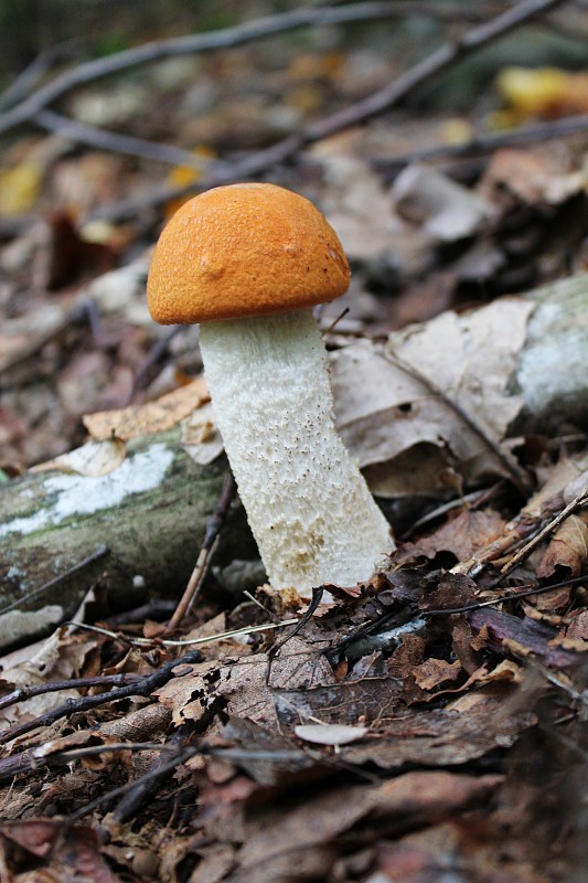 kozák osikový Leccinum albostipitatum den Bakker & Noordel.