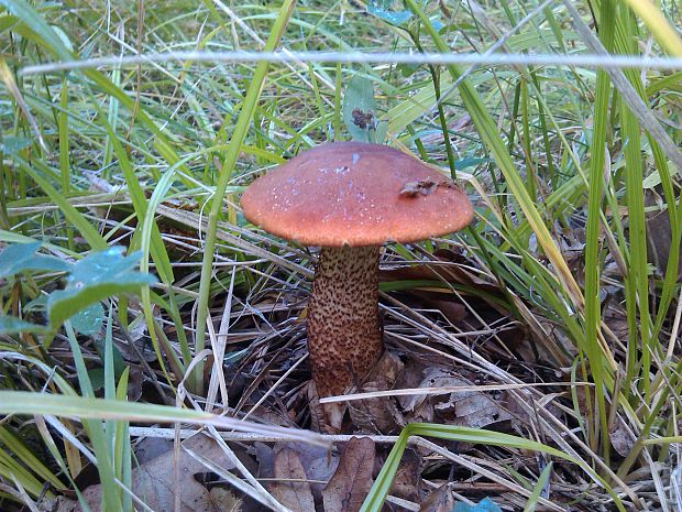 kozák dubový Leccinum aurantiacum (Bull.) Gray