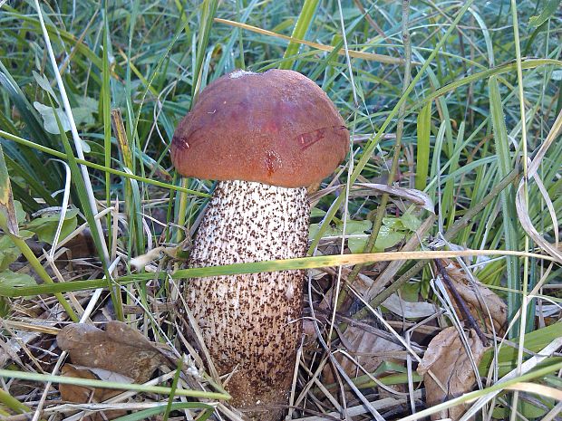 kozák dubový Leccinum aurantiacum (Bull.) Gray