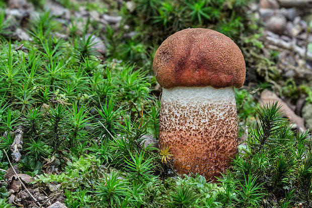 kozák dubový Leccinum aurantiacum (Bull.) Gray