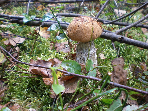 kozák brezový Leccinum scabrum (Bull.) Gray