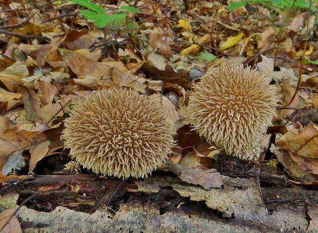 prášnica pichliačová Lycoperdon echinatum Pers.