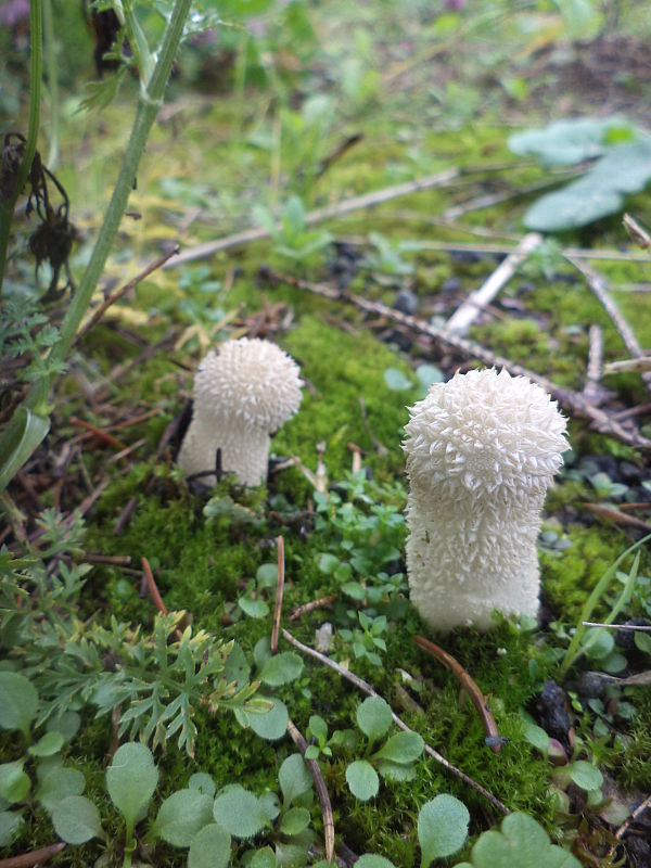 prášnica bradavičnatá Lycoperdon perlatum Pers.