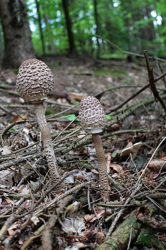 bedľa vysoká Macrolepiota procera (Scop.) Singer