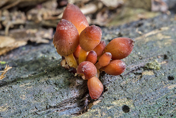 prilbička žltohlúbiková Mycena renati Quél.