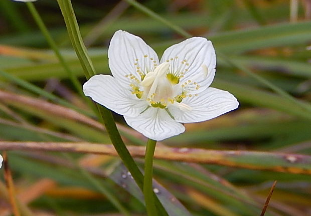 bielokvet močiarny Parnassia palustris L.