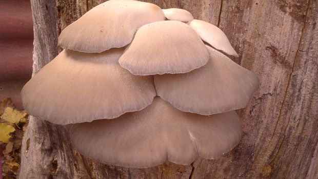 hliva buková Pleurotus pulmonarius (Fr.) Quél.