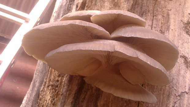 hliva buková Pleurotus pulmonarius (Fr.) Quél.